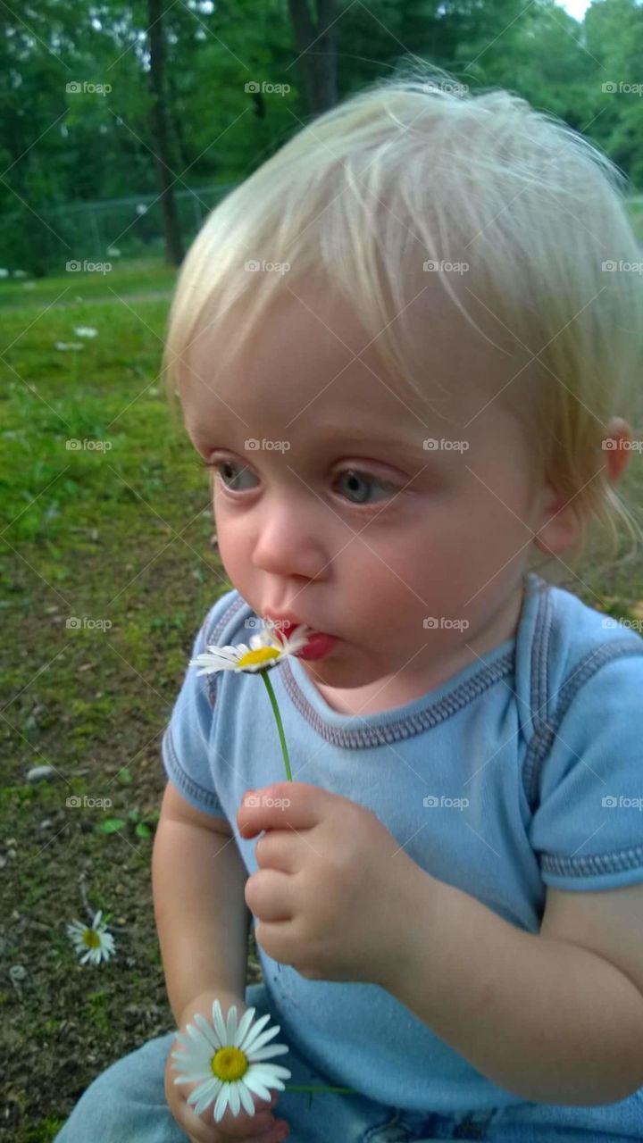 Baby eating a daisy