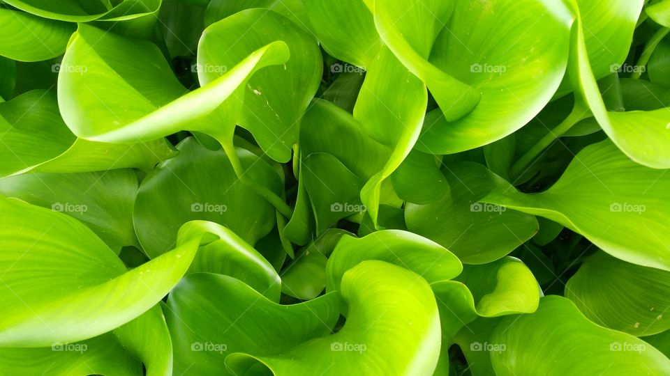 a beautiful plant in the water.