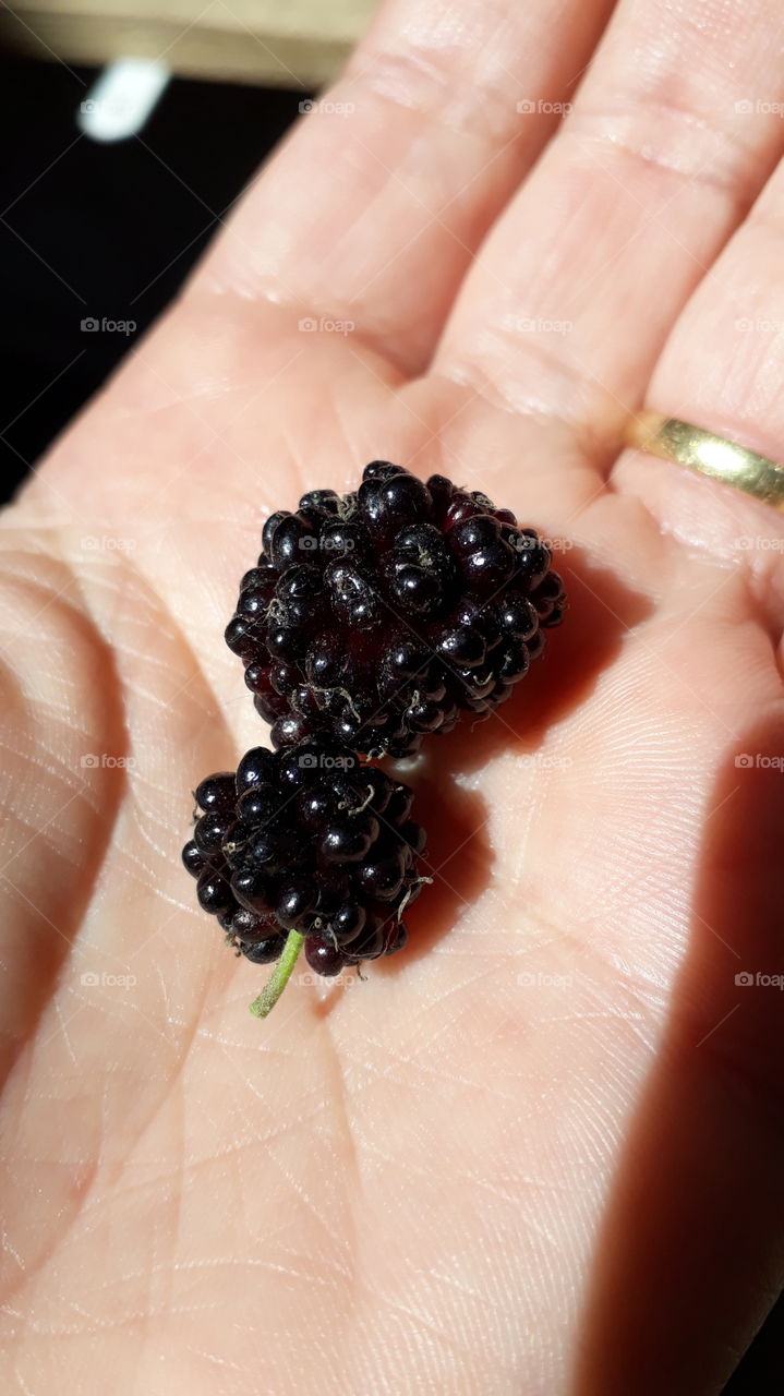 Blackberry