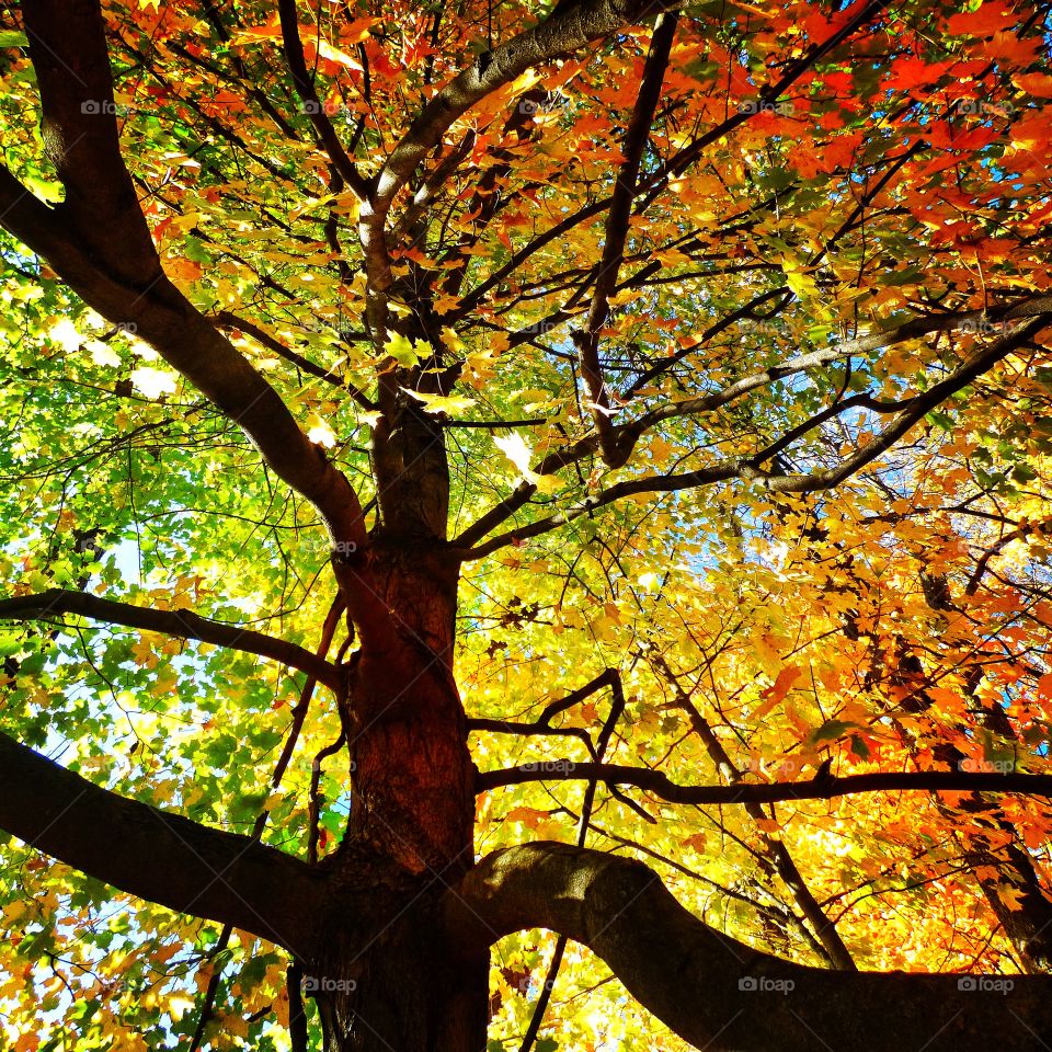  Beautiful tree in the forest. 