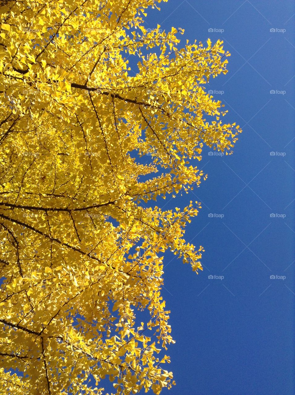 Yellow foliage on the bright blue sky background 