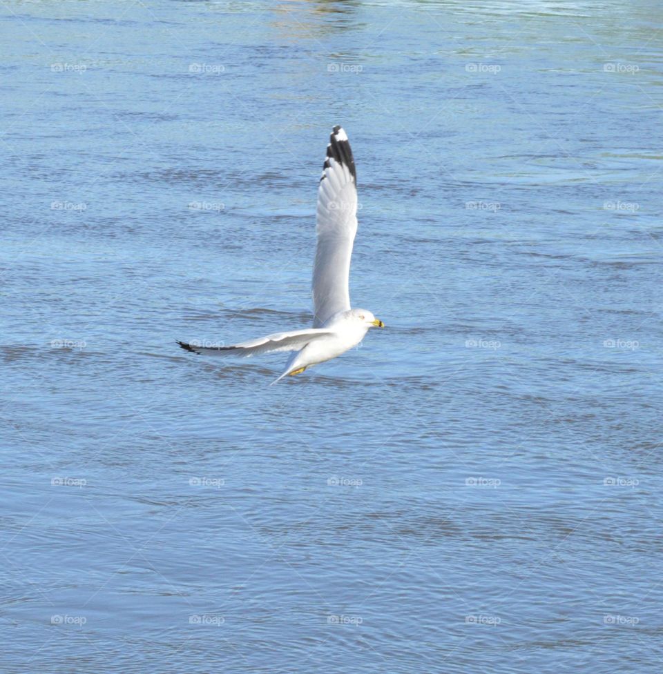 seagull flying over the Nimbus River in Fair Oaks California