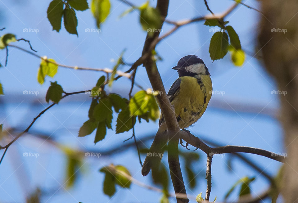 Bird, Wildlife, Nature, No Person, Outdoors