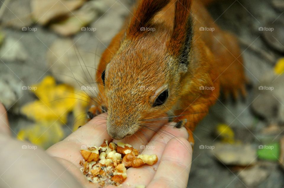 Close-up of person hand feeding red squirrel