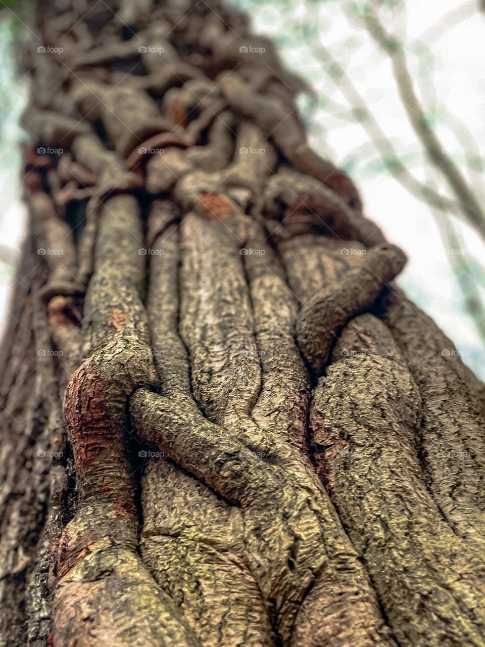 Roots climbing a tree interwoven together