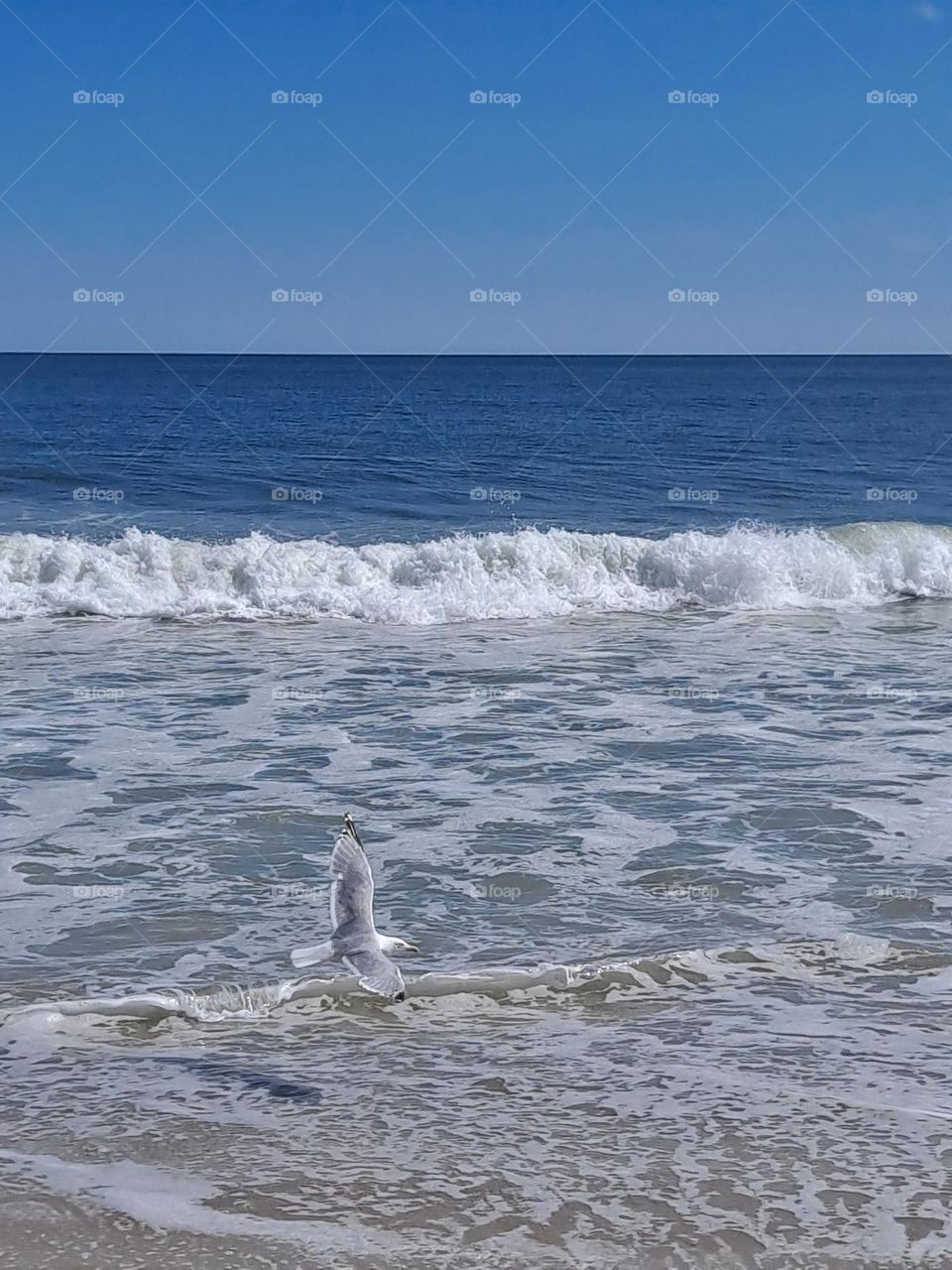 Seagull in the water