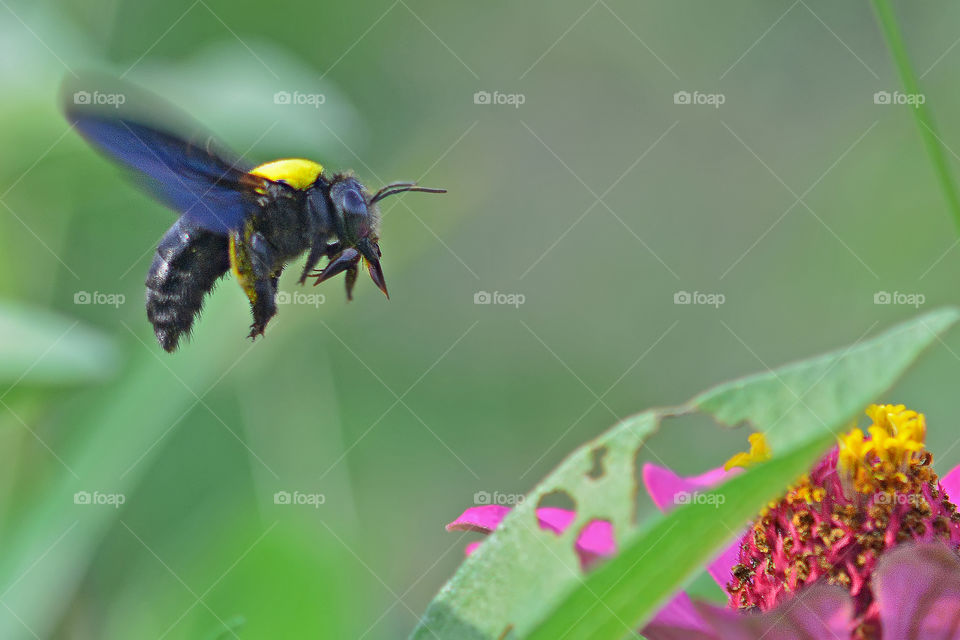 female carpenter bee.