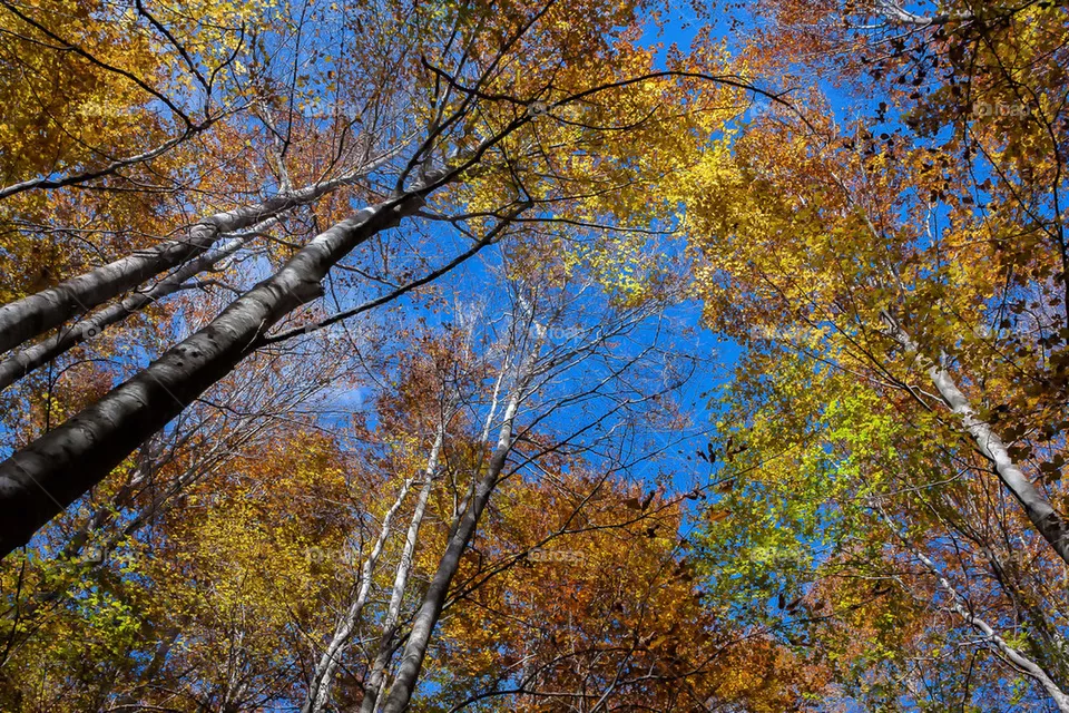 Trees 