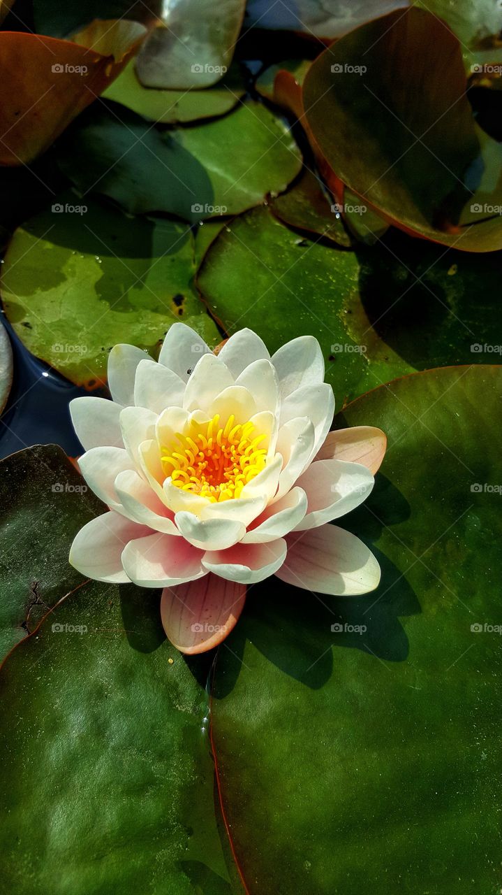 Waterlily Flower