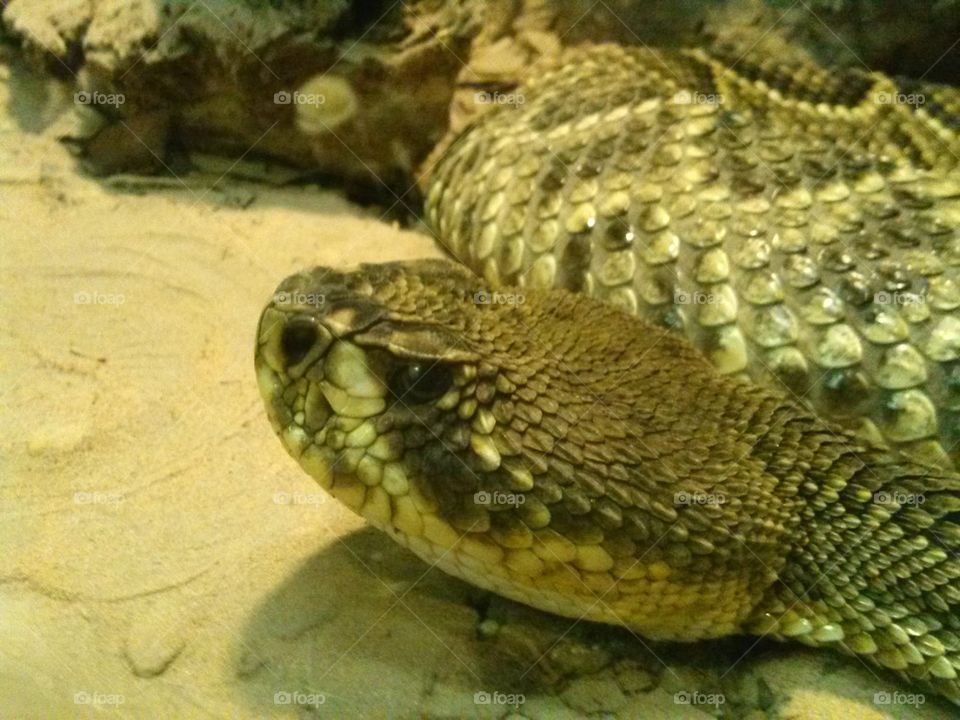 rattle snake