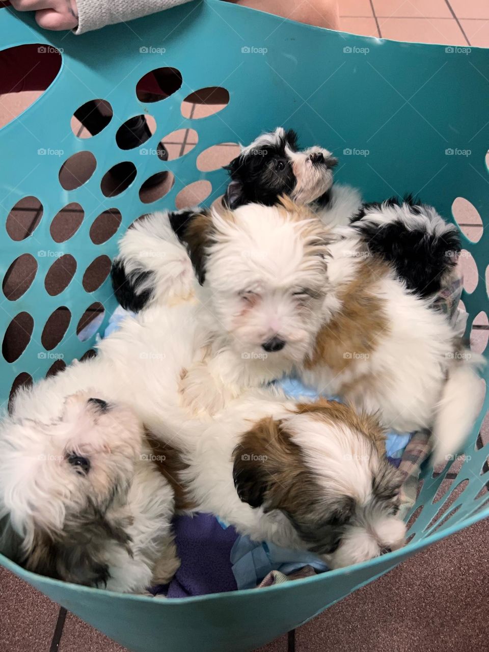 Basket of puppies 