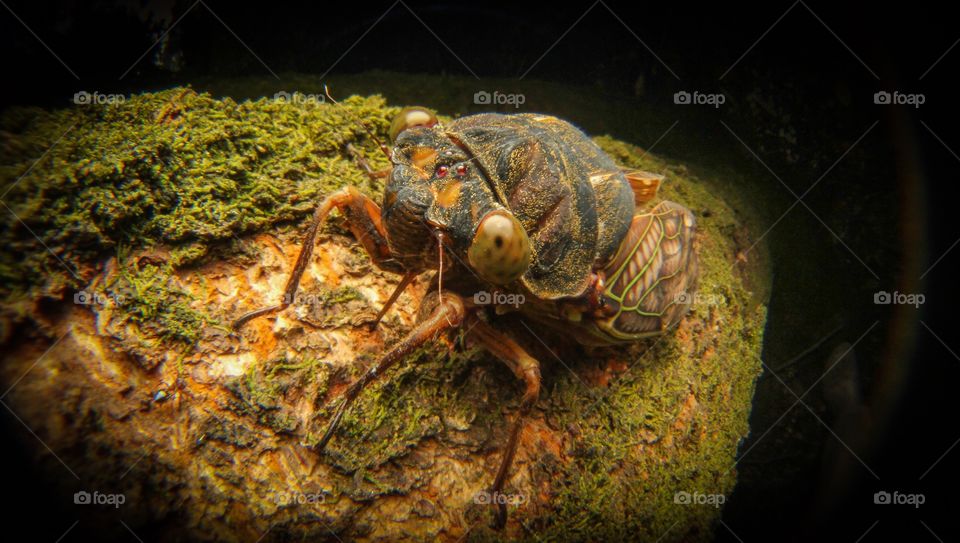 Cicada in Japan 