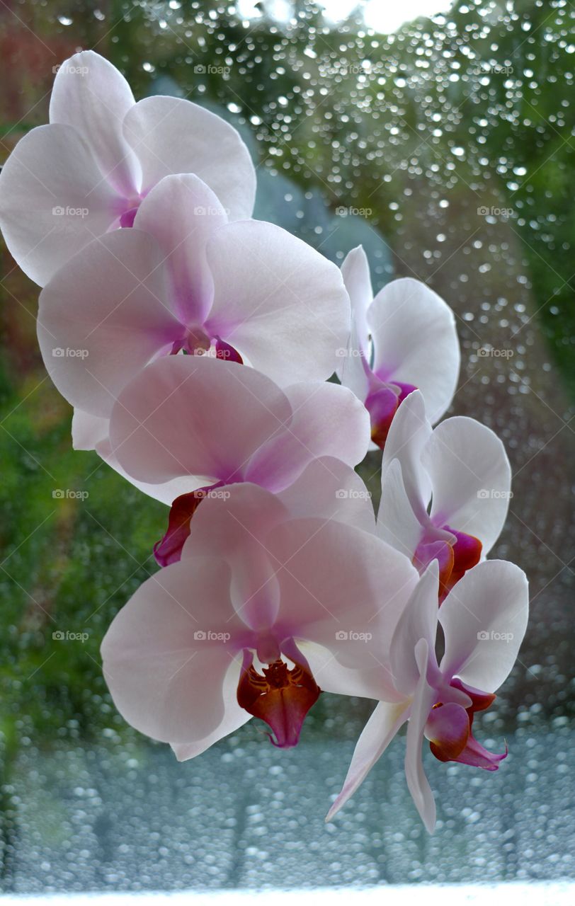 Flower, Nature, Flora, Tropical, Phalaenopsis