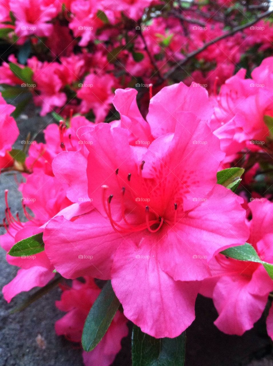 Azalea