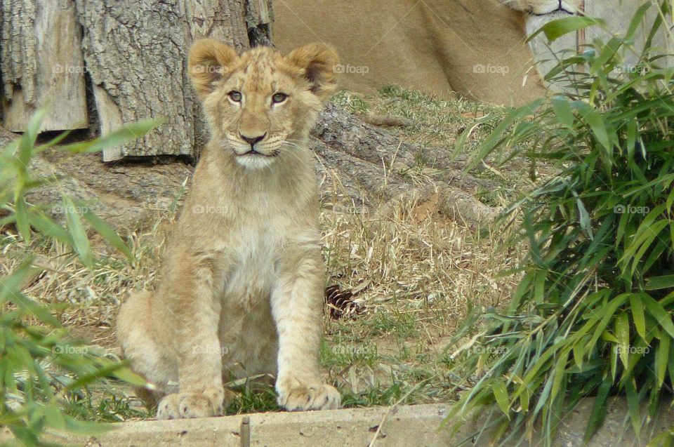 Lion cub