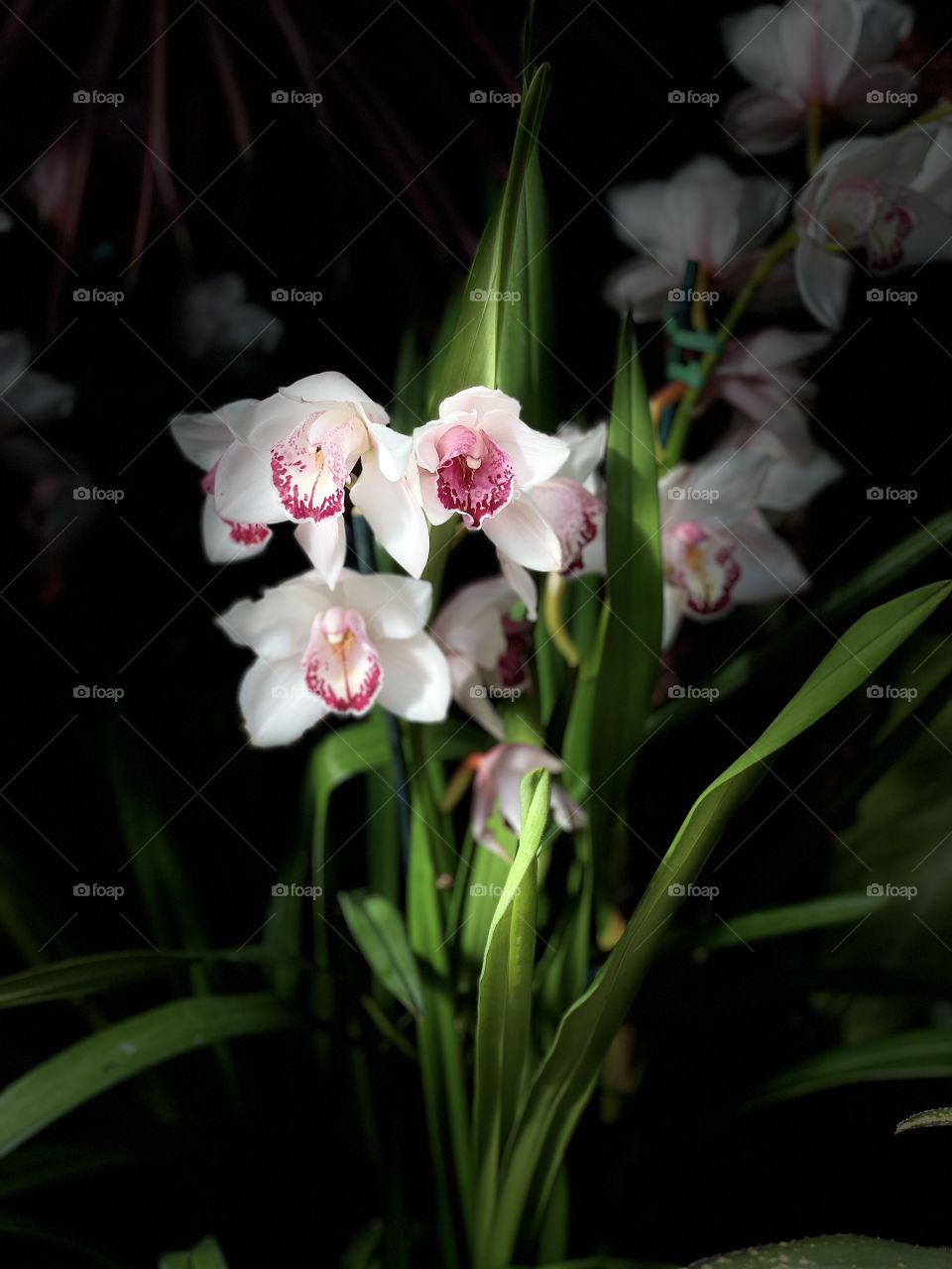 White and pink orchid plant