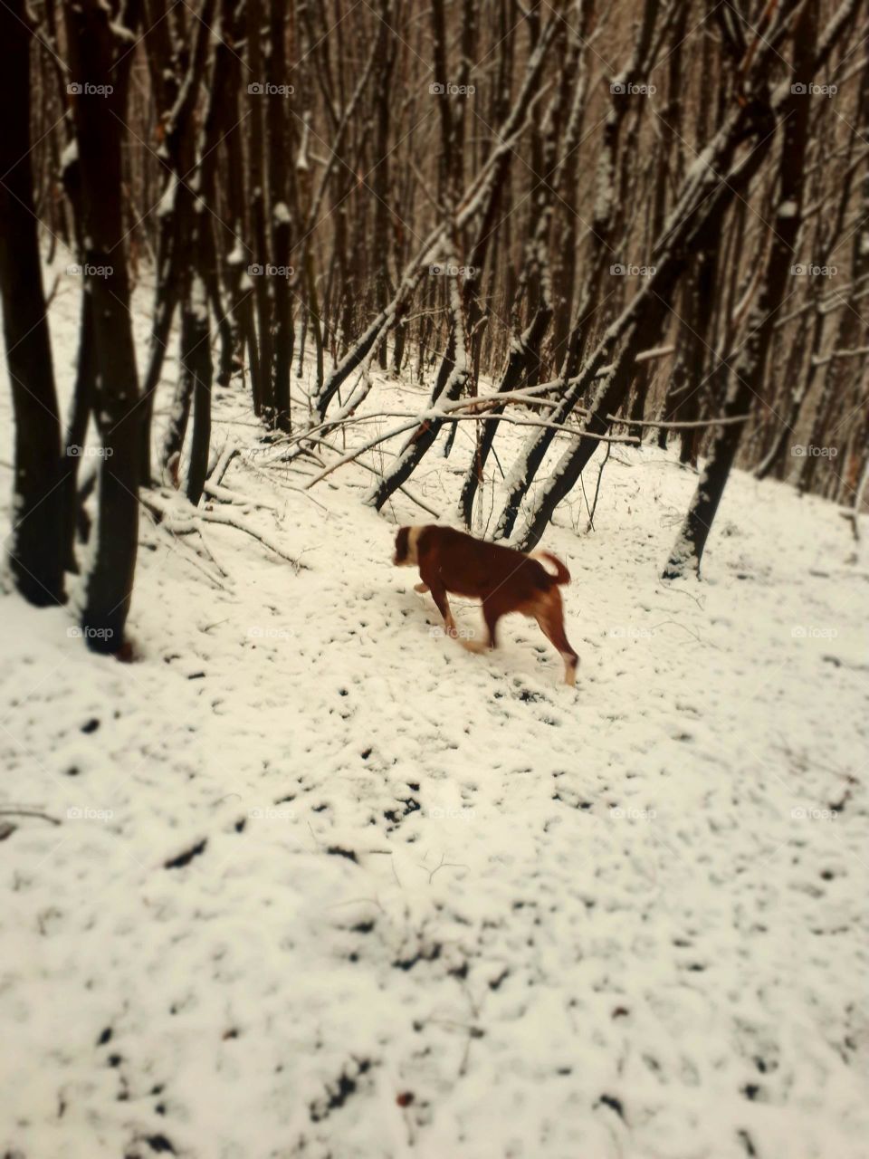 A hunting dog in forest exploration on the first and fresh snow