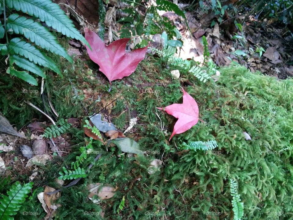 red maple trees at Thailand Nation Park