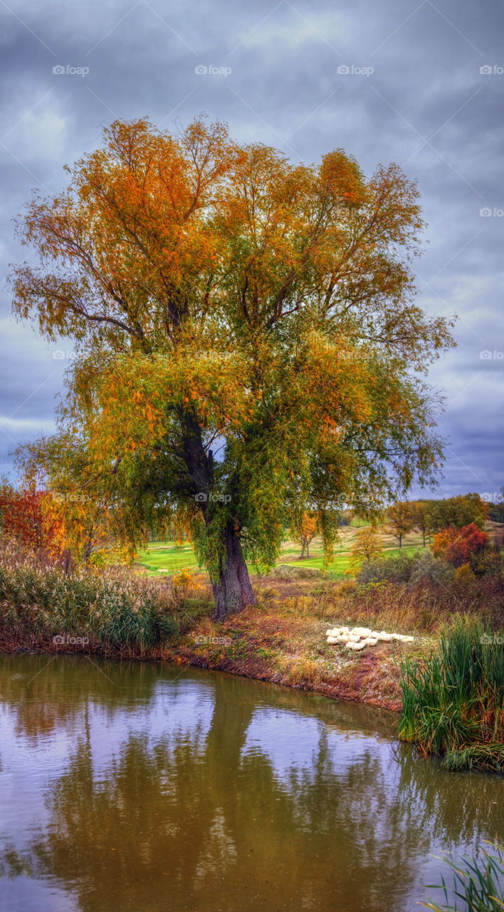Autumn landscapes with old willow and pond