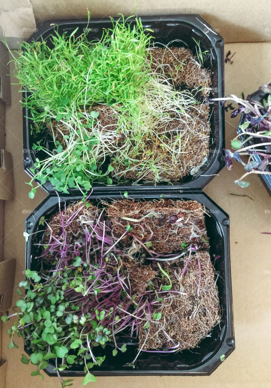 Planting micro greens and eating clean, ecological and healthy.