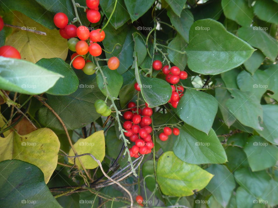 Tiny red berries 