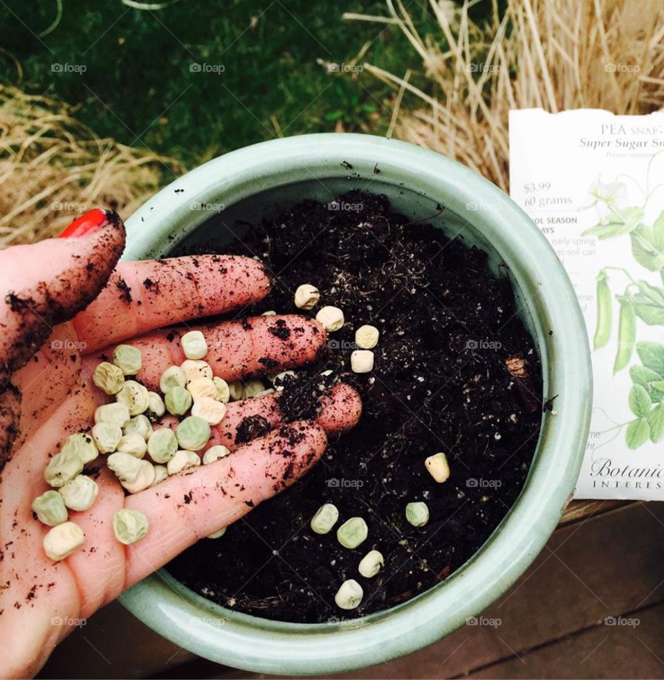 Woman's dirt-covered hand holding seeds to plant for Summer harvest