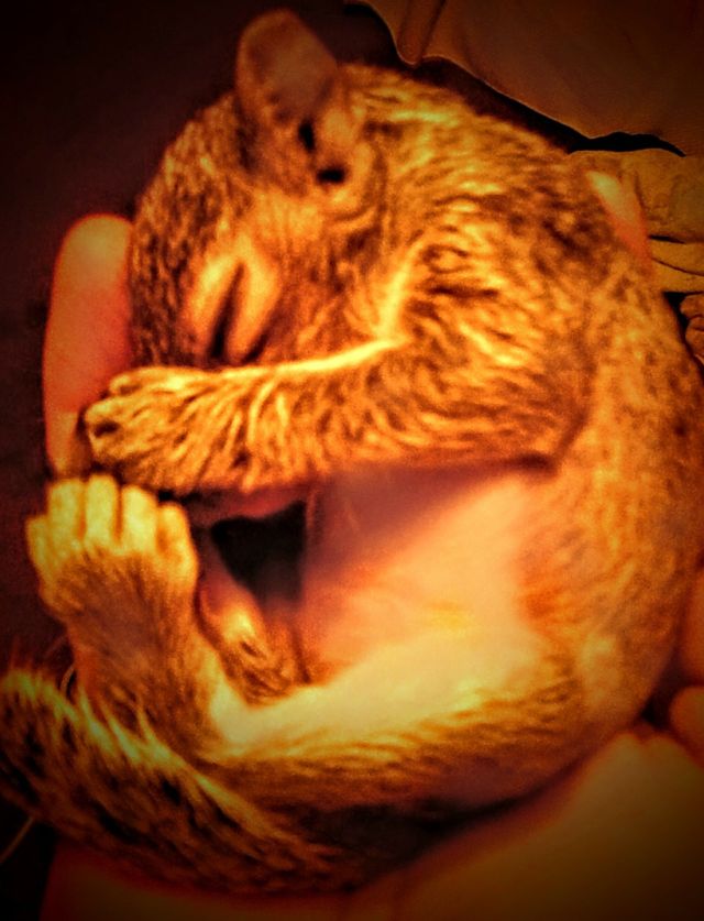 hope baby squirrel