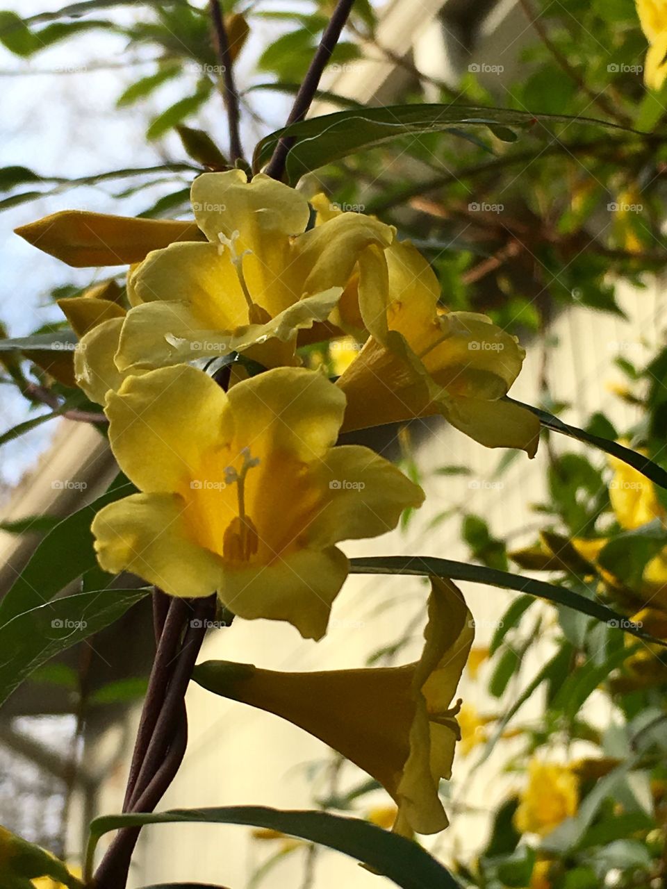 Fragrant Spring Vines