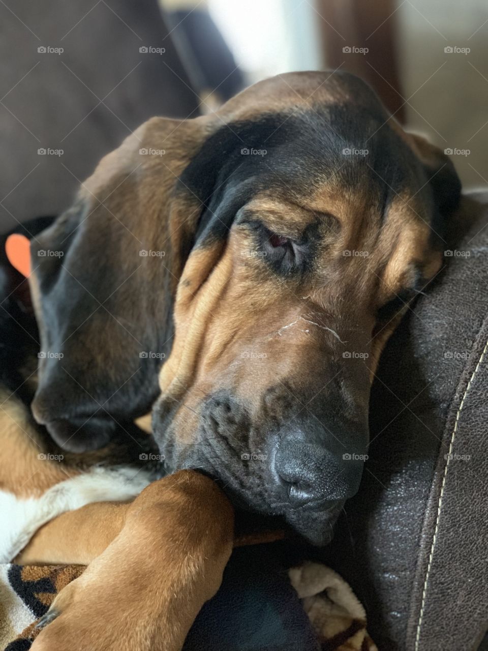 Sleepy Bloodhound 