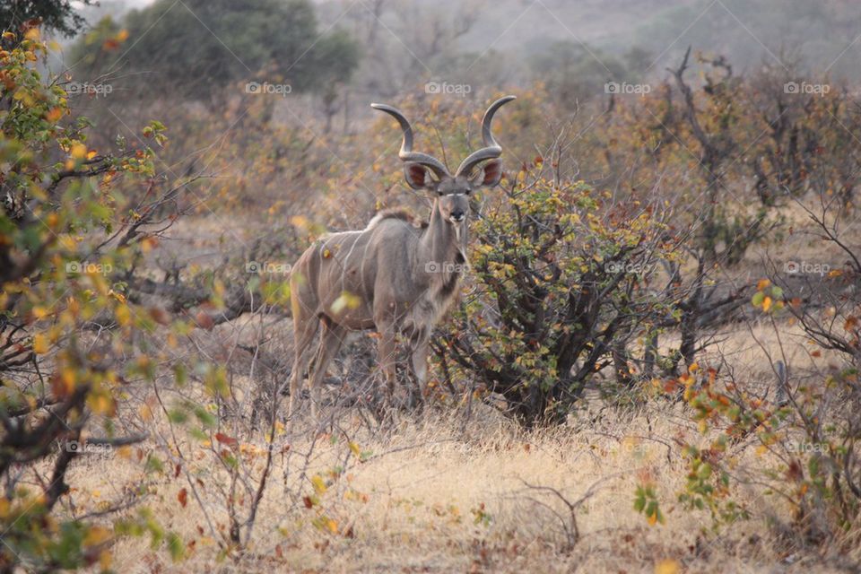 nature animal wilderness afrika by optus
