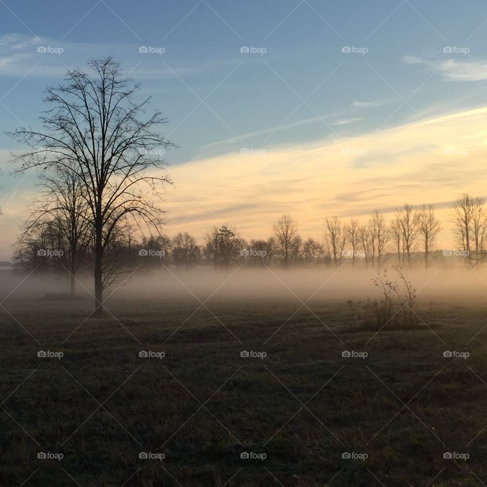 Fog, Landscape, Mist, Dawn, Tree
