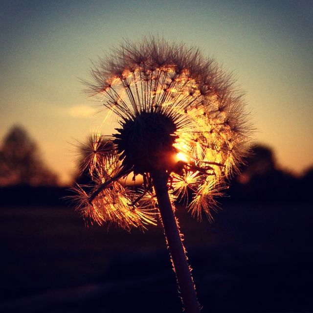 Closeup of a dandelion/wish bomb with the setting sun behind it 