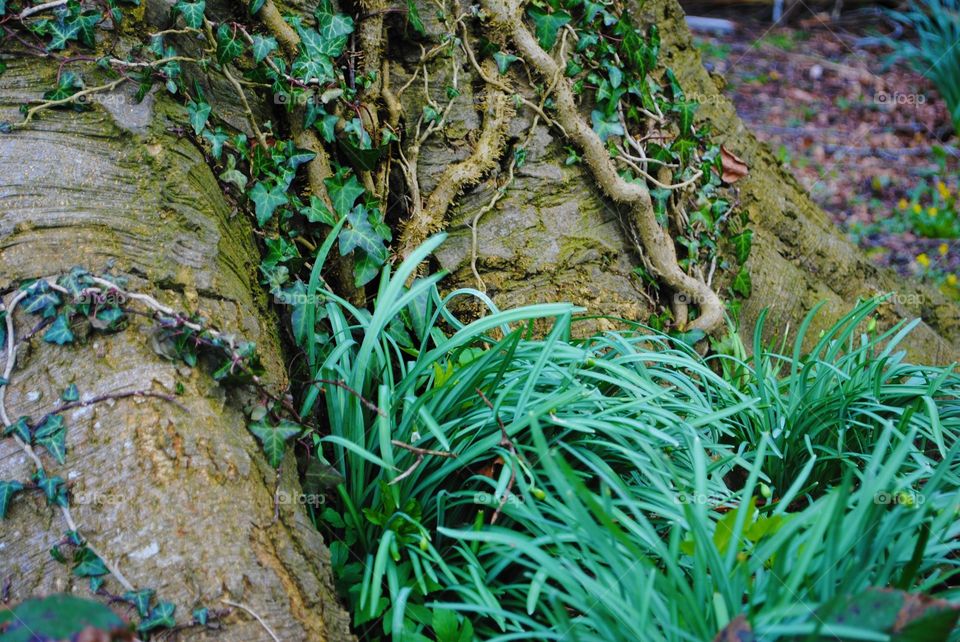Tree covered in vines in wales