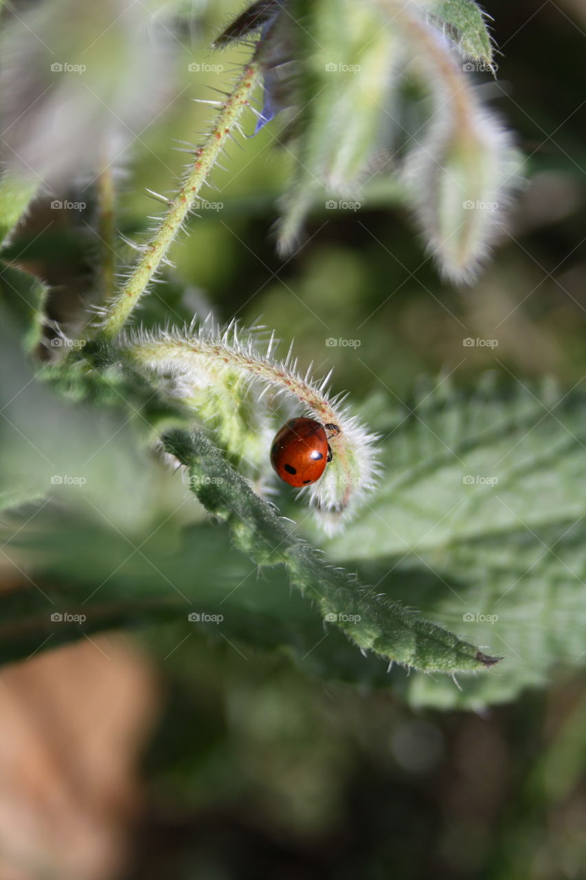 ladybug
