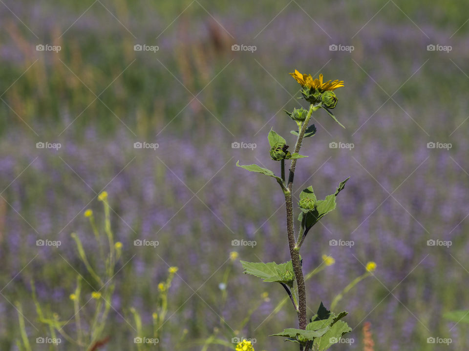 Sunflower in front of a field of lupine