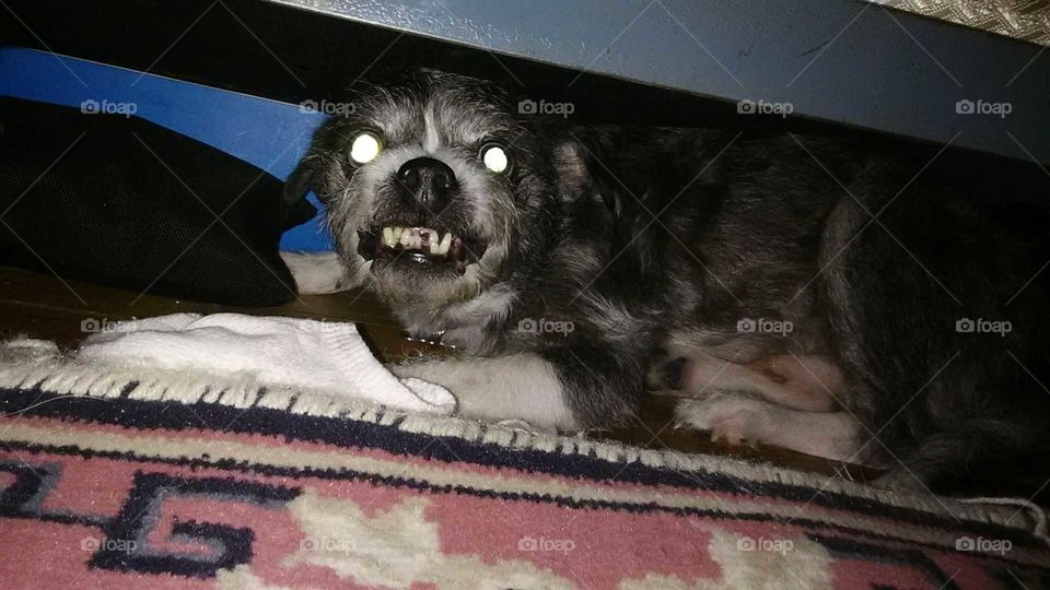 Really scary looking dog hides under bed.