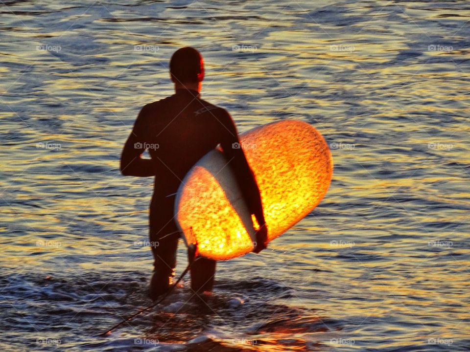 Surfing During The Golden Hour. Surfer Entering The Water Just Before Sunset
