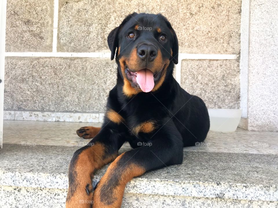 Love Rottweiler