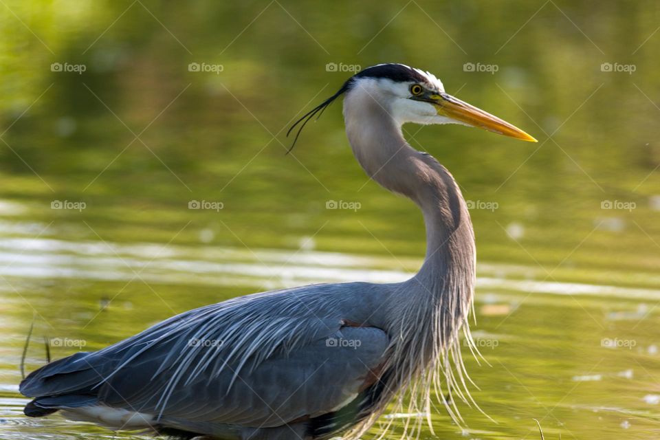 His majesty the blue heron