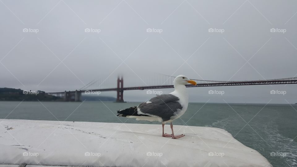 Birds in the Bay. took a cruise from Bay Bridge to  Golden Gate Bridge and this guy decided to give his wings a break.