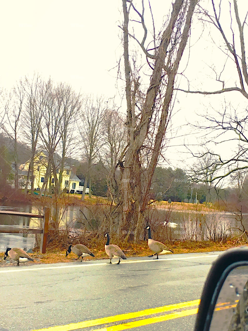 Geese in the Rain