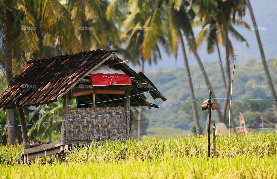 Traditional bamboo building at the rice field. More than fuction for take a rest of farmer when the weather's so hot in working continue at the day .