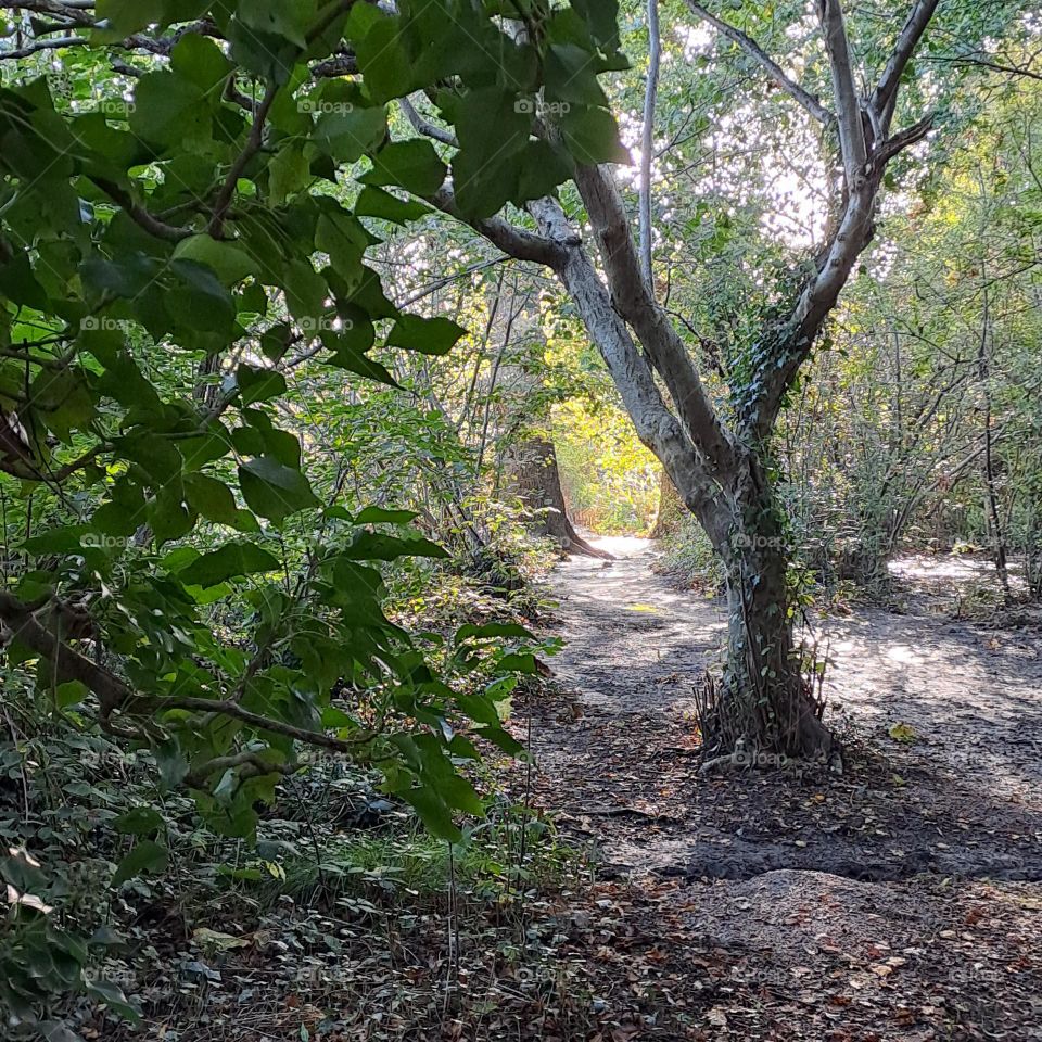 magical or eerie woodland trees and green bushes. opening in background. dappled autumn light. morning.