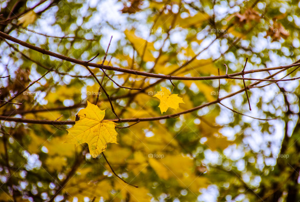 Colour Stories: Yellow