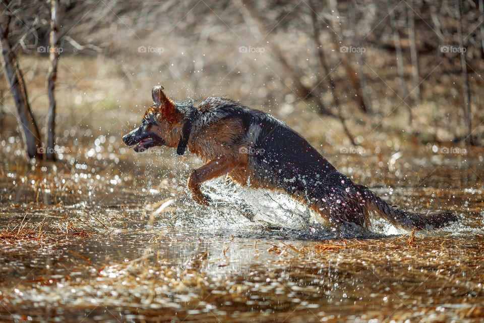 German shepherd dog outdoor have fun in a spring pond 