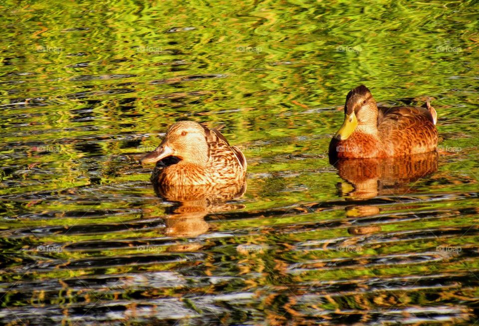 ducks