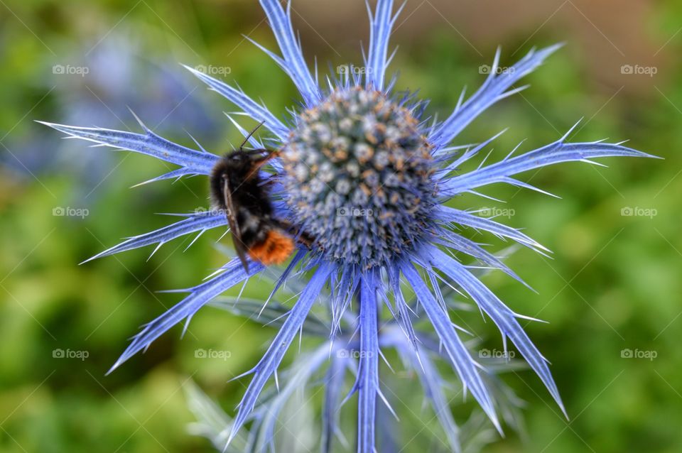 Bee on Flower