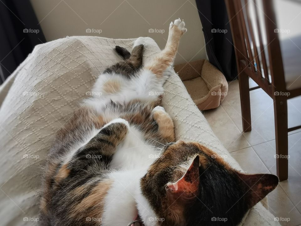 Cat sleeping on the sofa.