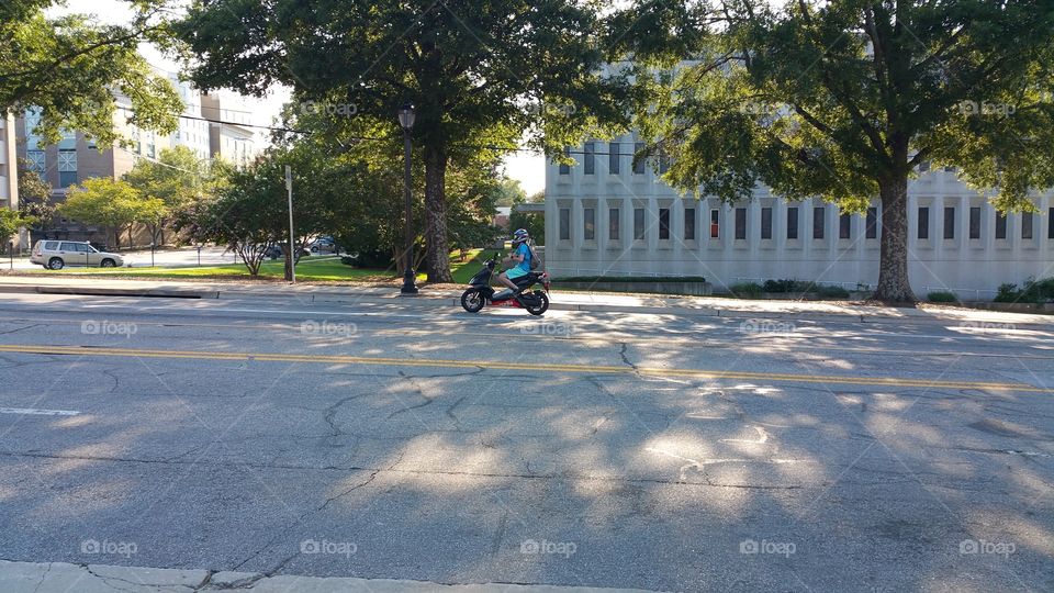 Road, Street, Tree, Park, Pavement