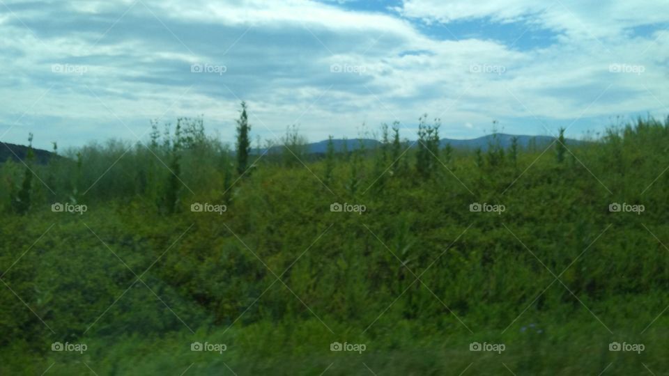 Grassy Hills